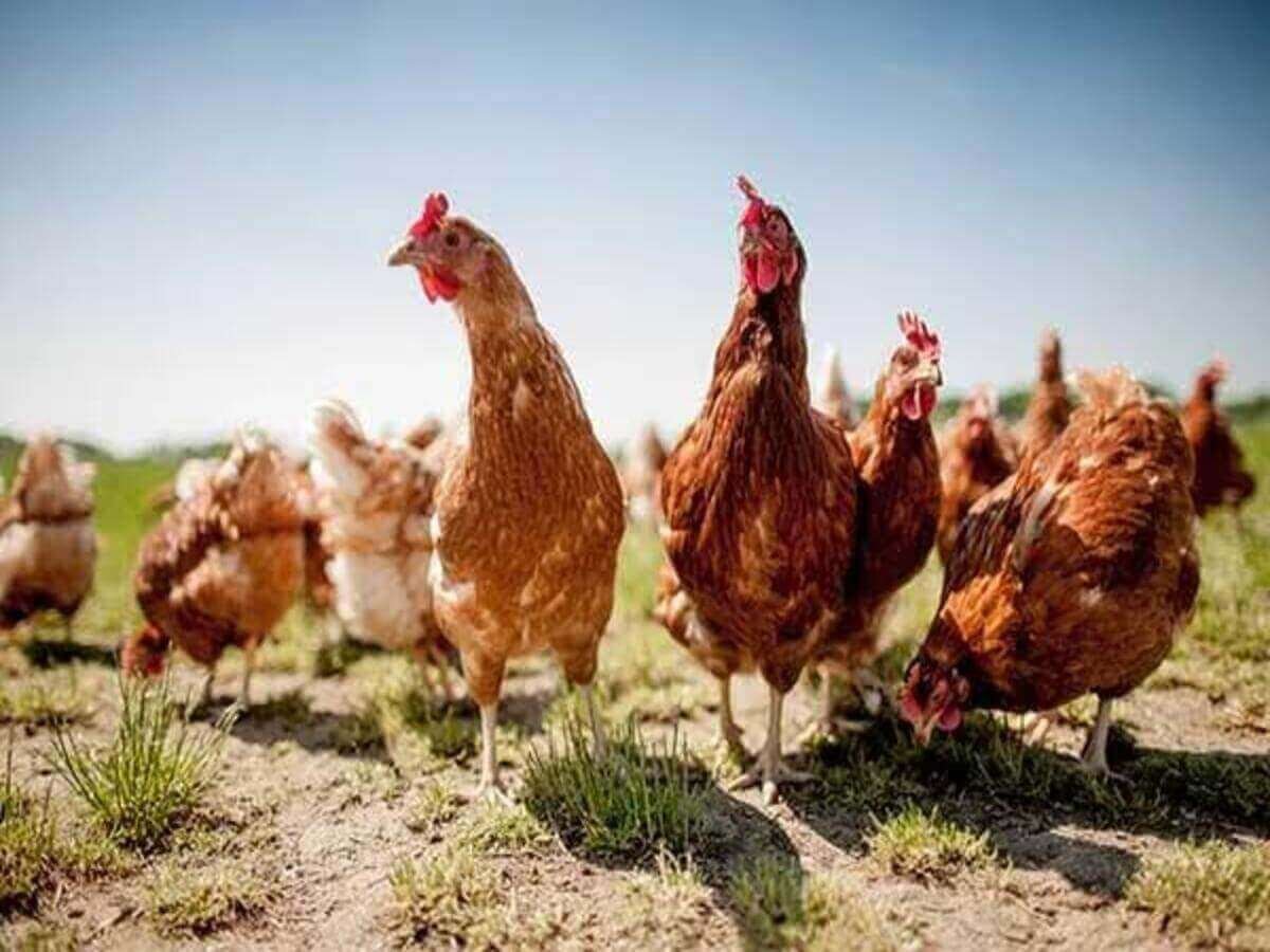 How Climate Affects Chicken Farming in Kenya