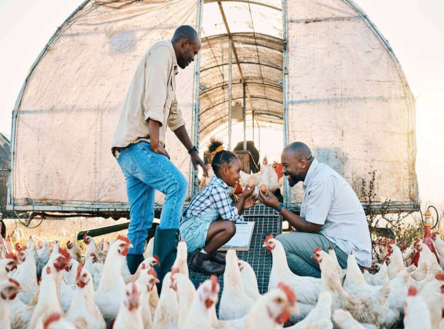 How Kenyan Farmers Raise Healthy Chickens