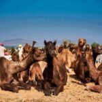 How Local Camel Farmers Are Meeting Kenya's Growing Demand