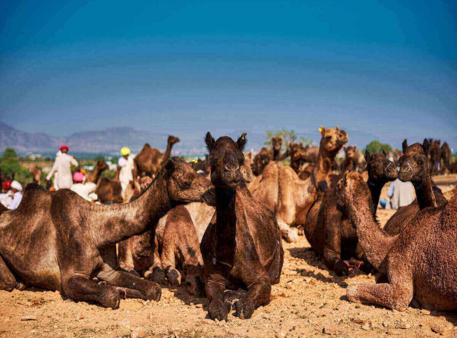 How Local Camel Farmers Are Meeting Kenya's Growing Demand