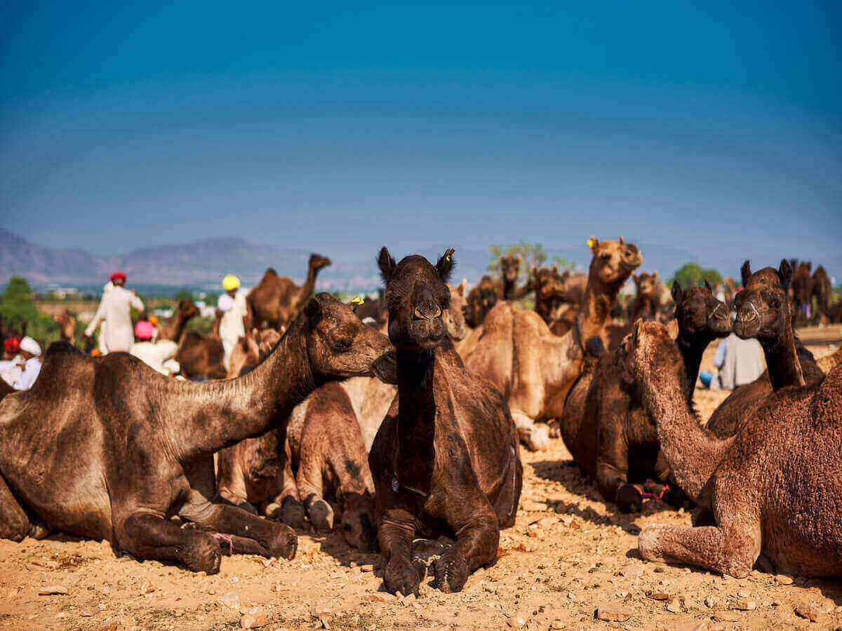 How Local Camel Farmers Are Meeting Kenya's Growing Demand