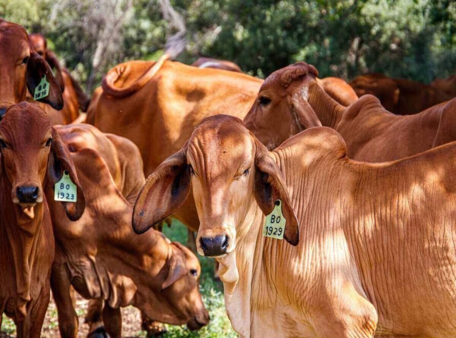 How Local Cattle Farming Supports Kenya's Economy