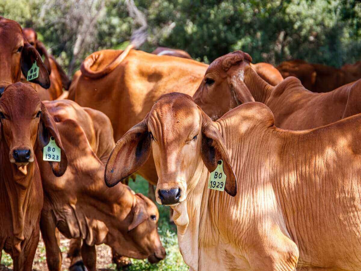 How Local Cattle Farming Supports Kenya's Economy