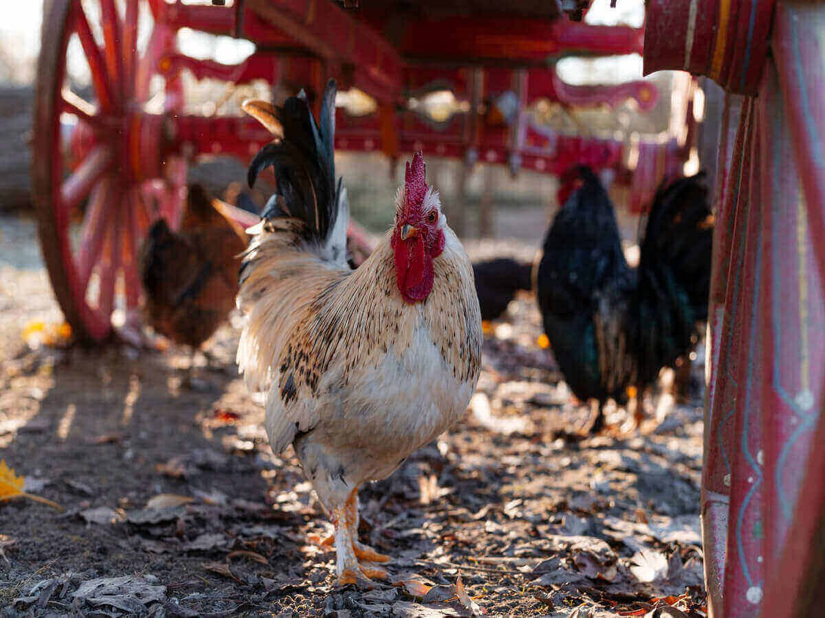 How Local Poultry Farming Strengthens Kenya's Economy