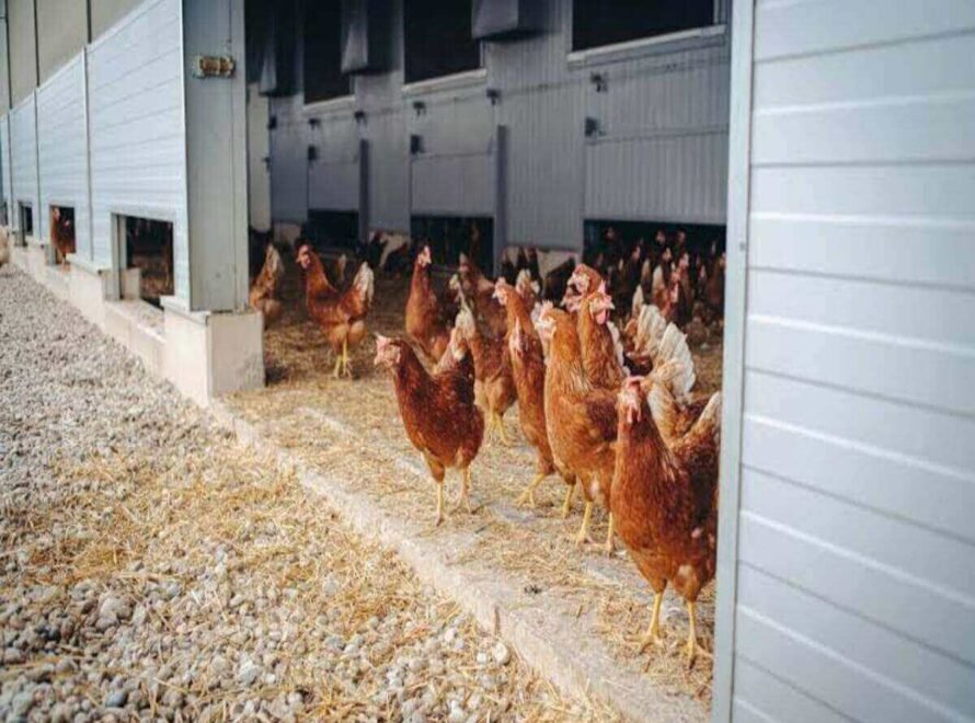 How Nutrition Supports Better Chicken Production