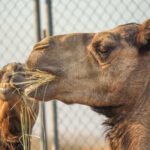 How Proper Camel Nutrition Improves Meat Quality