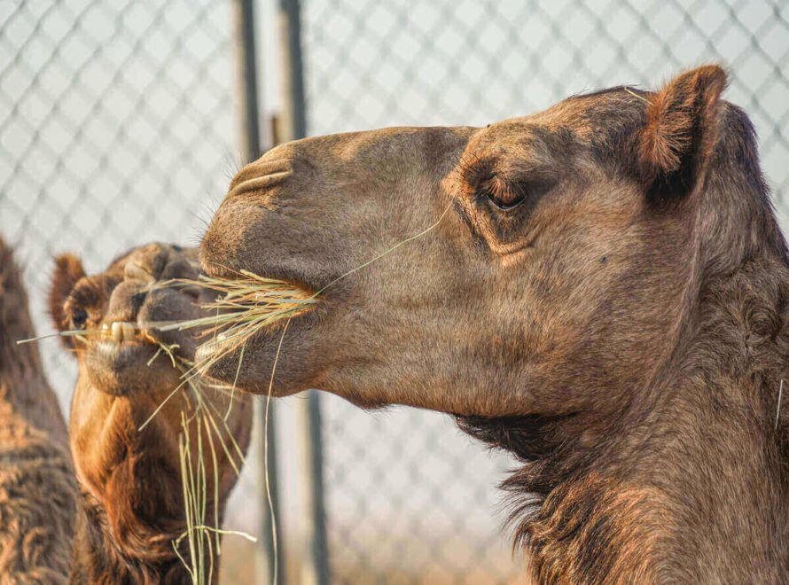 How Proper Camel Nutrition Improves Meat Quality