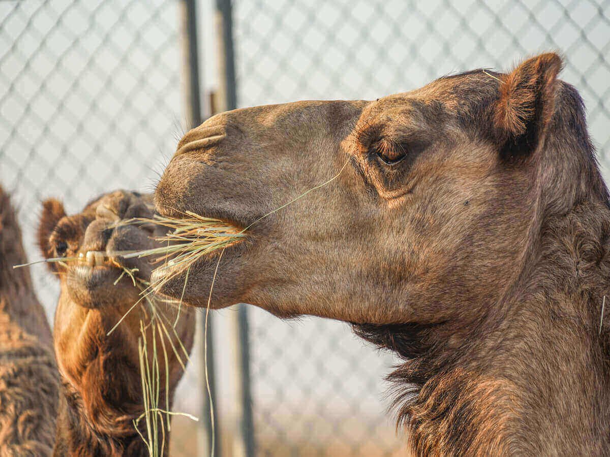 How Proper Camel Nutrition Improves Meat Quality