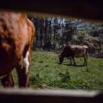 How Proper Feeding Improves Beef Quality Why Nutrition Matters from Farm to Table