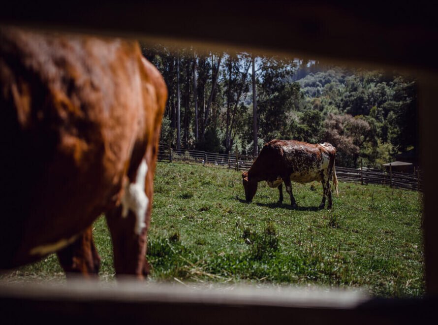 How Proper Feeding Improves Beef Quality Why Nutrition Matters from Farm to Table