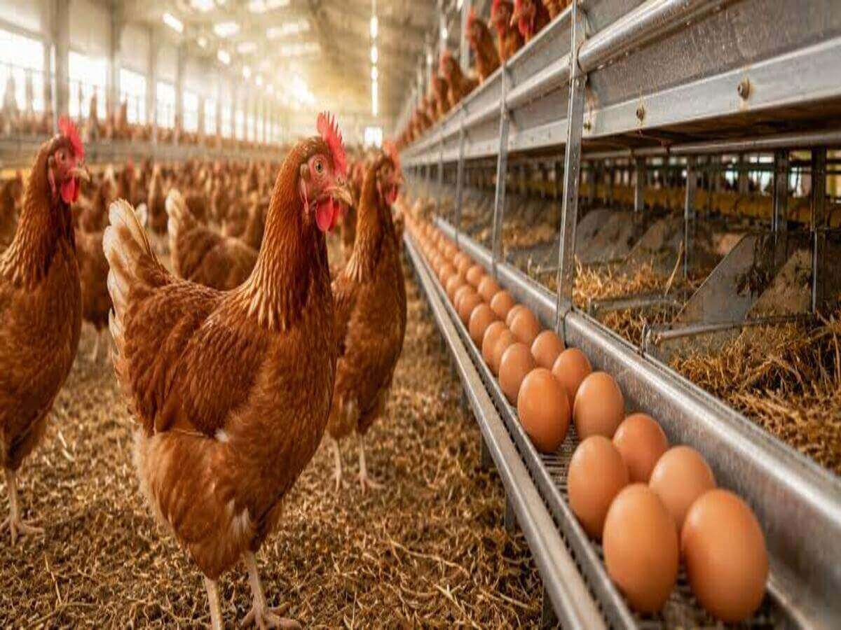 How Proper Housing Improves Chicken Health in Kenya