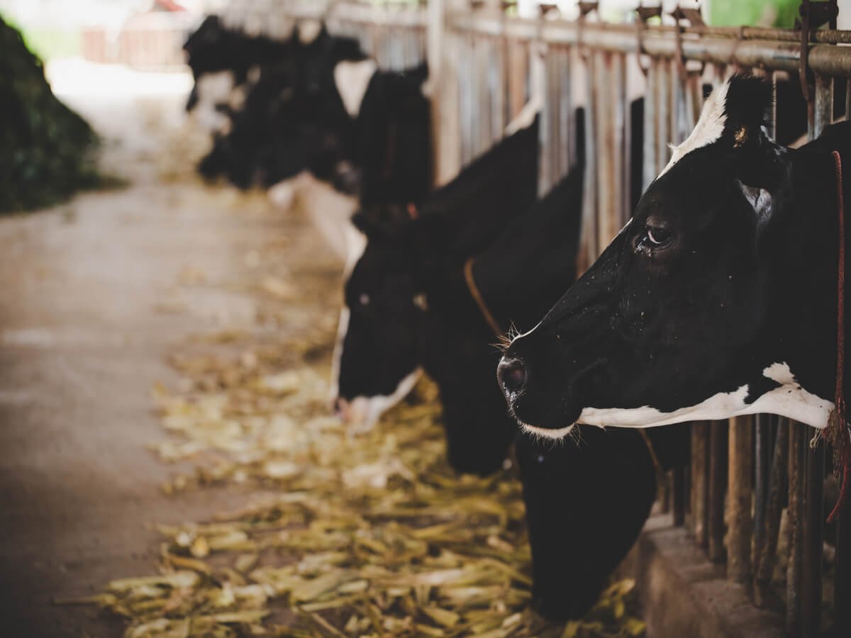 How Responsible Cattle Farming Improves Beef Quality