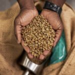 How to Choose High-Quality Coffee Beans in Kenya