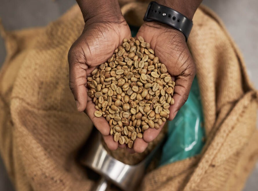 How to Choose High-Quality Coffee Beans in Kenya