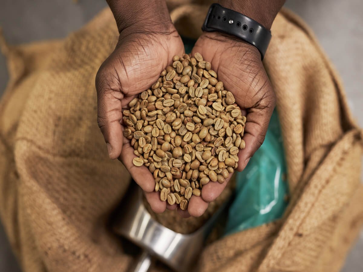 How to Choose High-Quality Coffee Beans in Kenya
