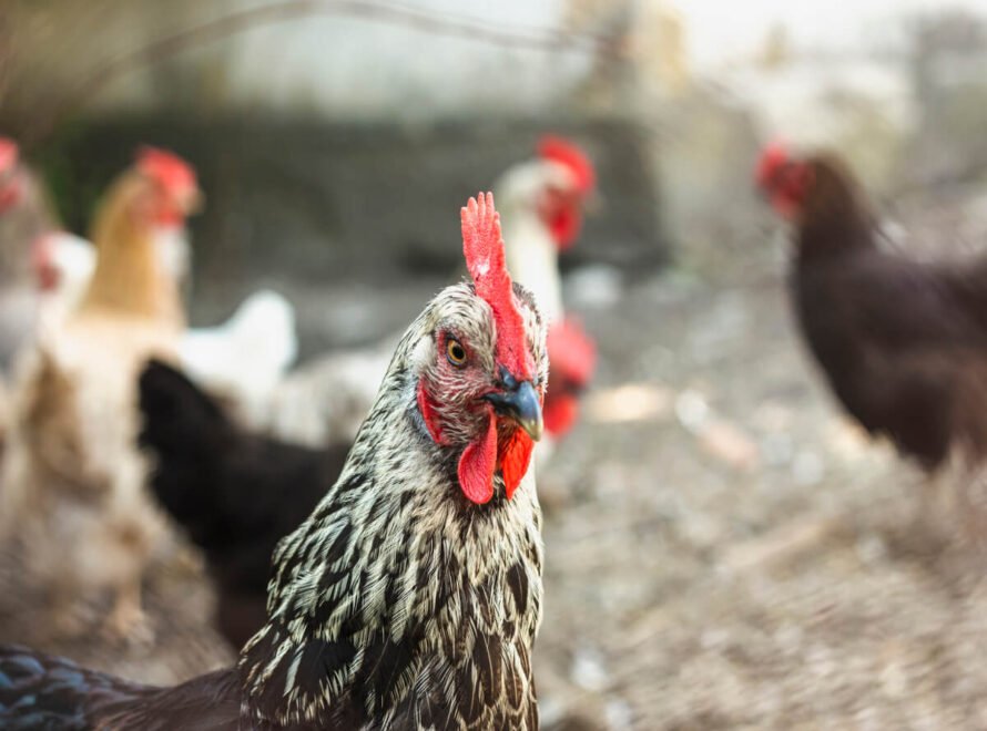 How to Choose the Best Chicken Meat Supplier in Kenya