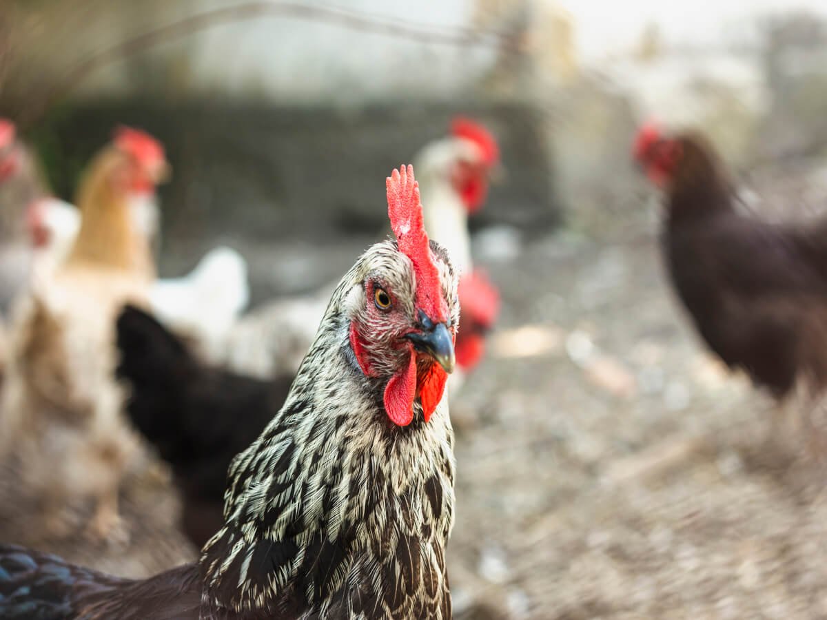 How to Choose the Best Chicken Meat Supplier in Kenya