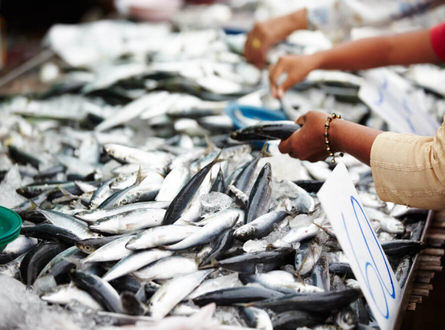 How to Find a Trusted Fish Supplier in Kenya