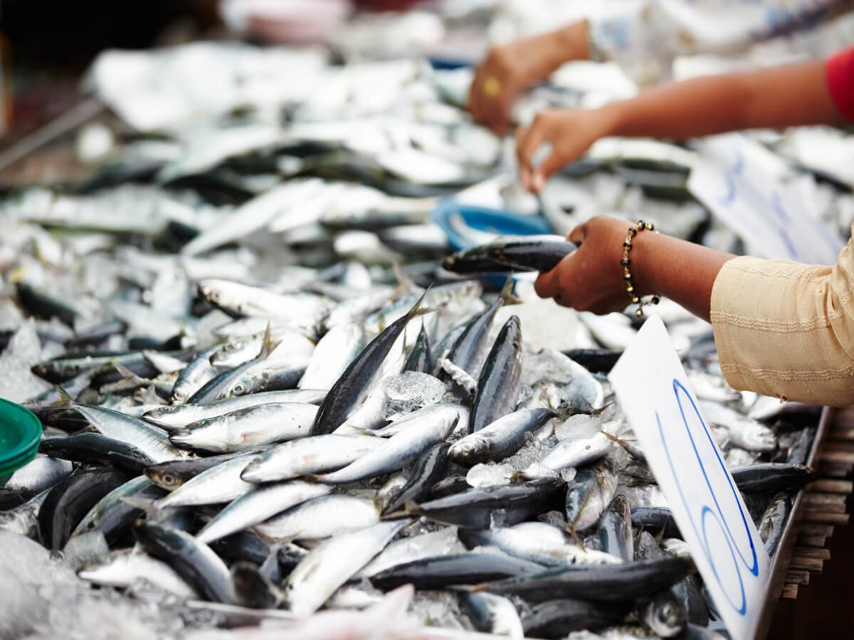 How to Find a Trusted Fish Supplier in Kenya
