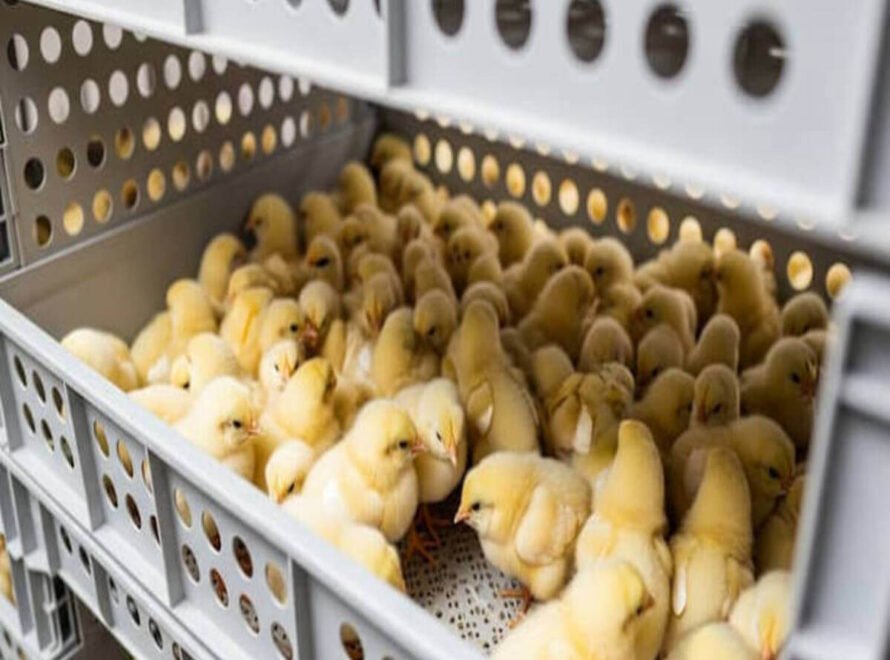 How to Raise Healthy Chickens in Kenya