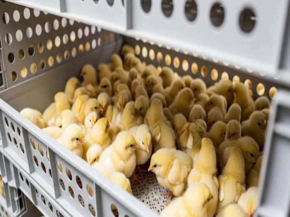 How to Raise Healthy Chickens in Kenya