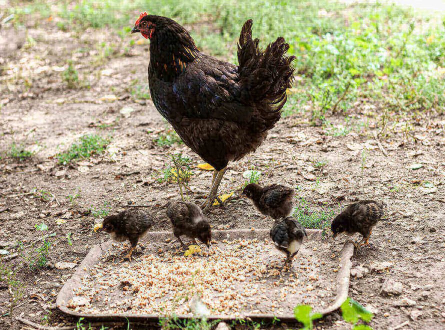 Improving Chicken Growth Through Proper Nutrition