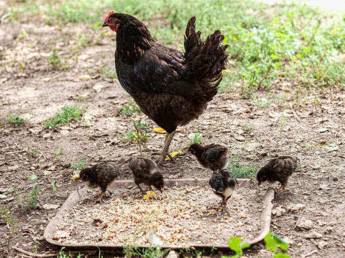 Improving Chicken Growth Through Proper Nutrition
