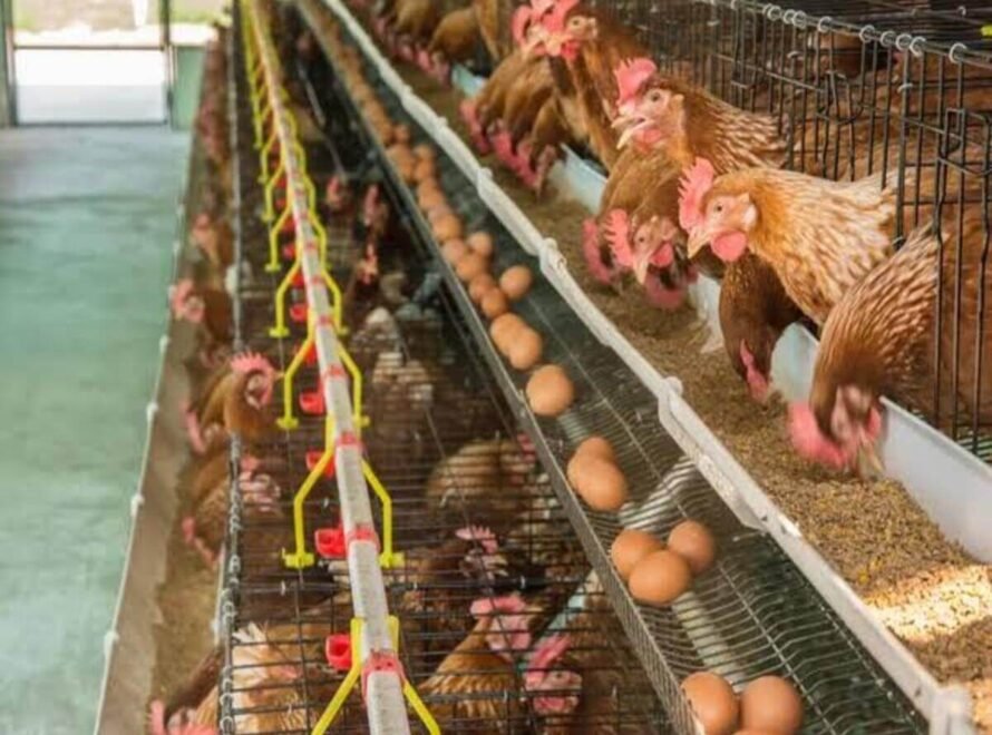 Layer Chicken Farming in Kenya Explained