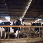 Modern Beef Farming Practices in Kenya How Innovation Is Shaping the Future of Fresh Beef