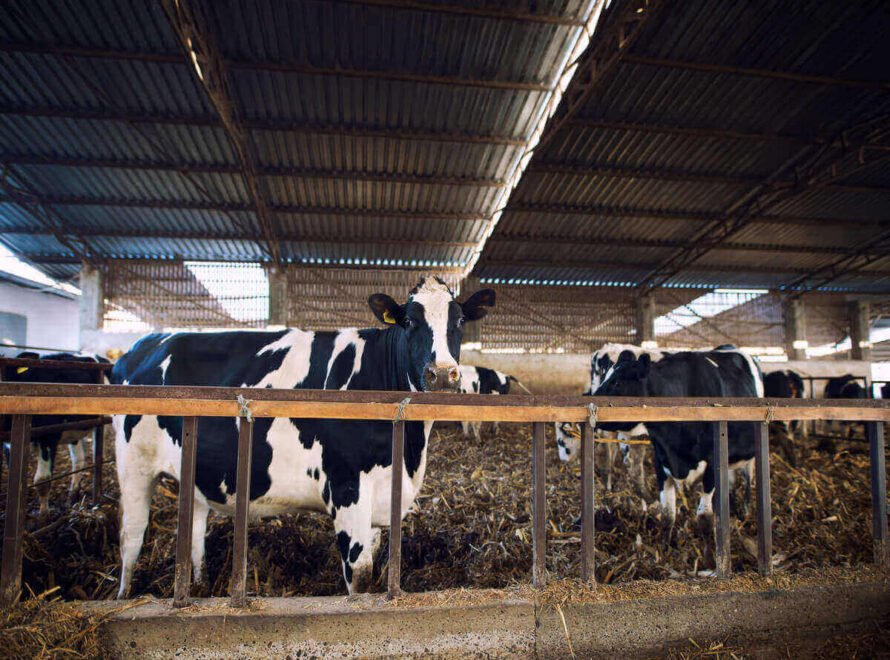 Modern Beef Farming Practices in Kenya How Innovation Is Shaping the Future of Fresh Beef