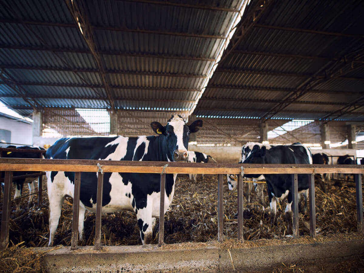 Modern Beef Farming Practices in Kenya How Innovation Is Shaping the Future of Fresh Beef