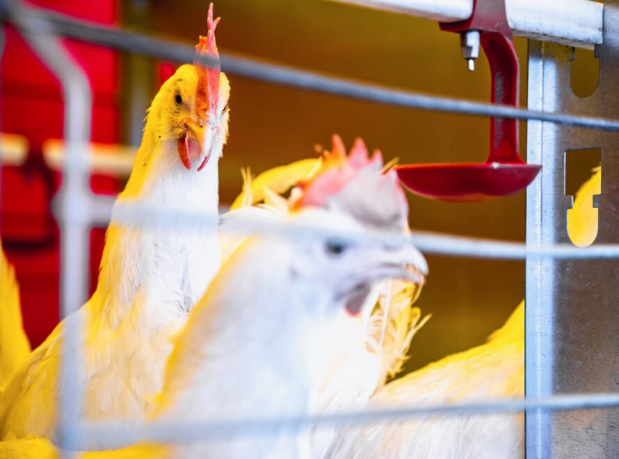 Modern Poultry Farming Techniques Used in Kenya