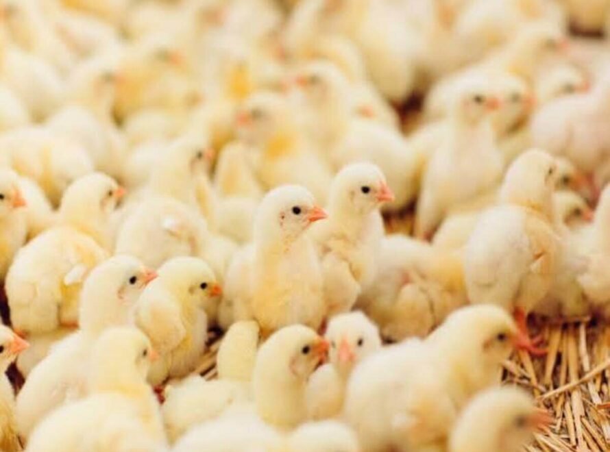 Raising Broiler Chickens Successfully in Kenya