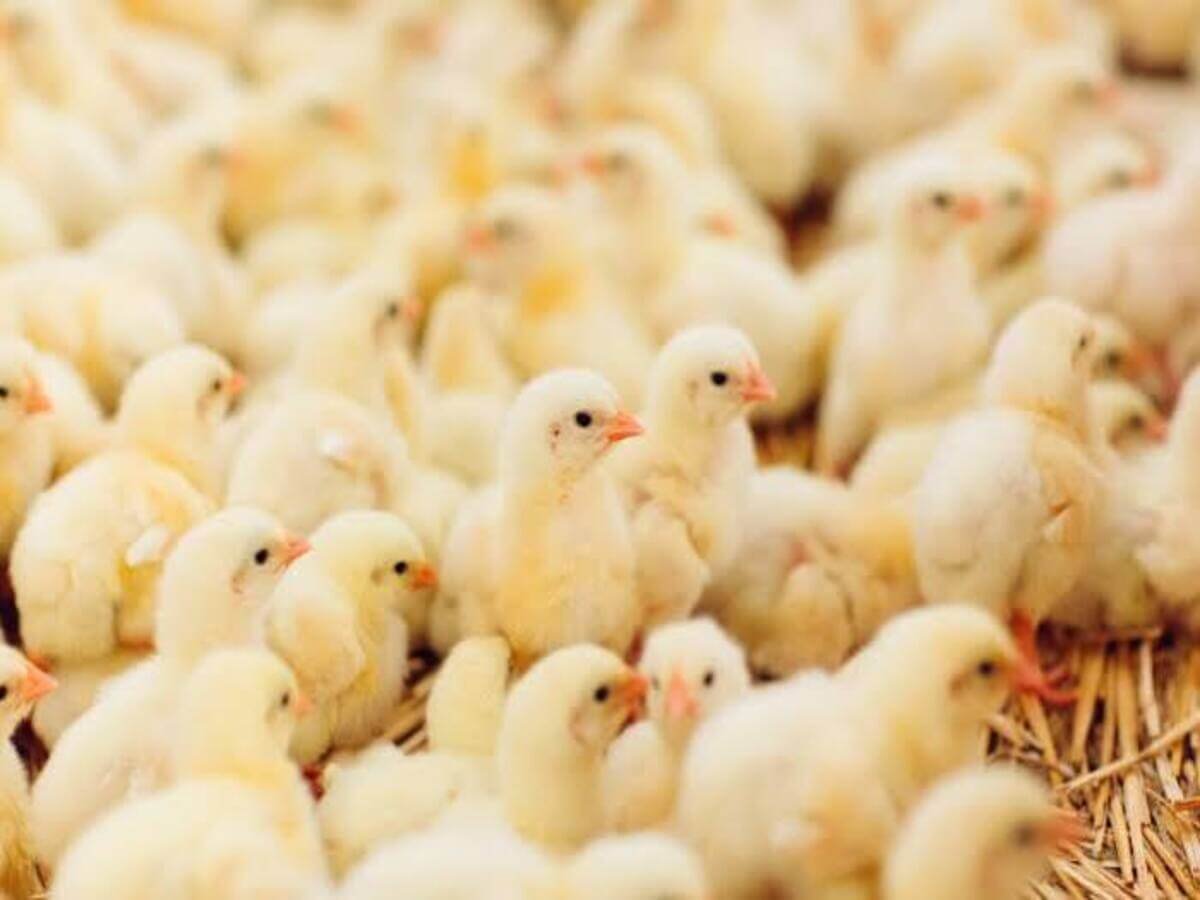 Raising Broiler Chickens Successfully in Kenya