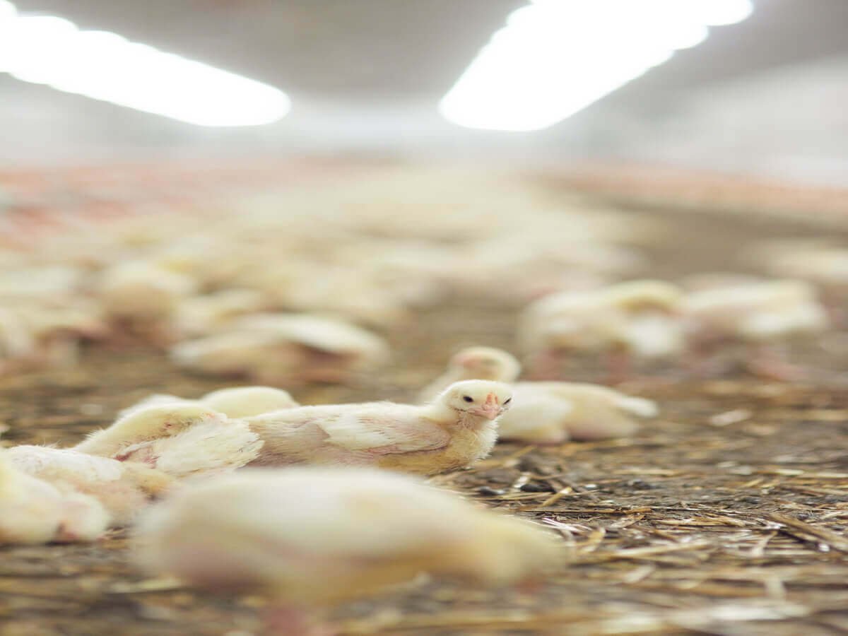 Raising Chickens Sustainably in Kenya