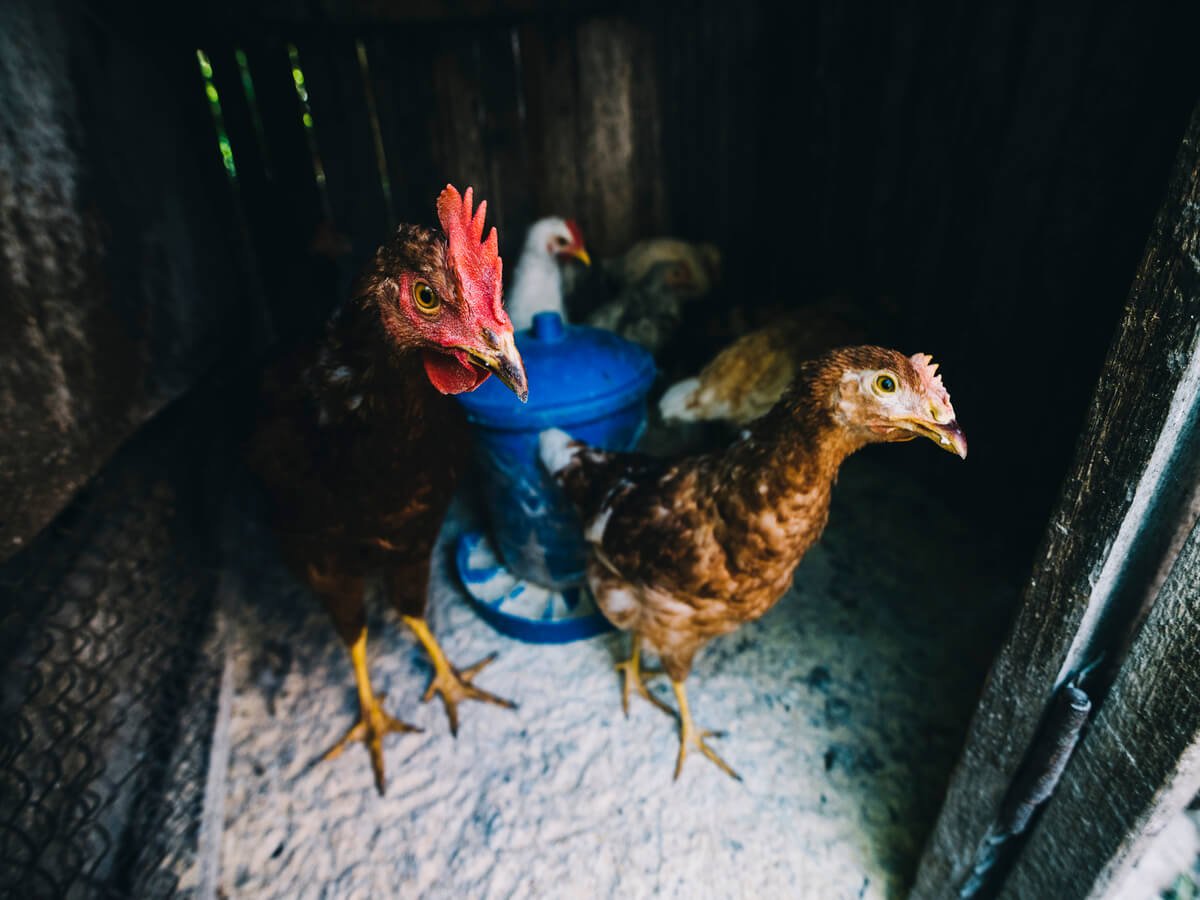 Raising Healthy Chickens with Balanced Feed