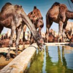 Responsible Camel Farming and Meat Quality