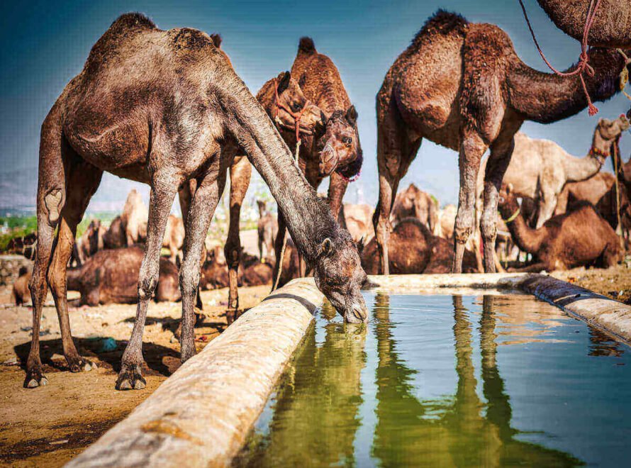 Responsible Camel Farming and Meat Quality
