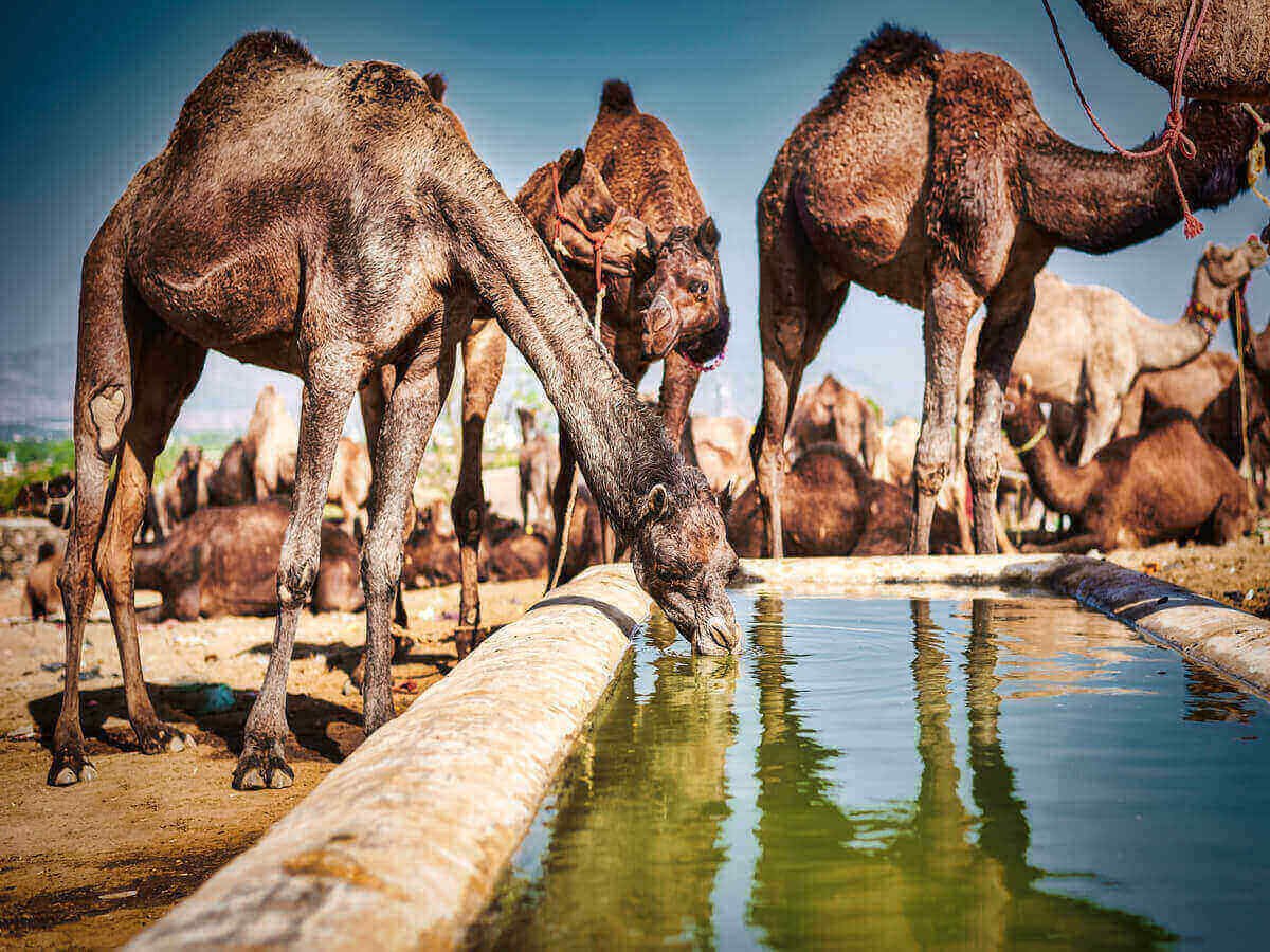 Responsible Camel Farming and Meat Quality