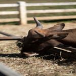 Sustainable Beef Farming in Kenya Building a Better Future One Farm at a Time