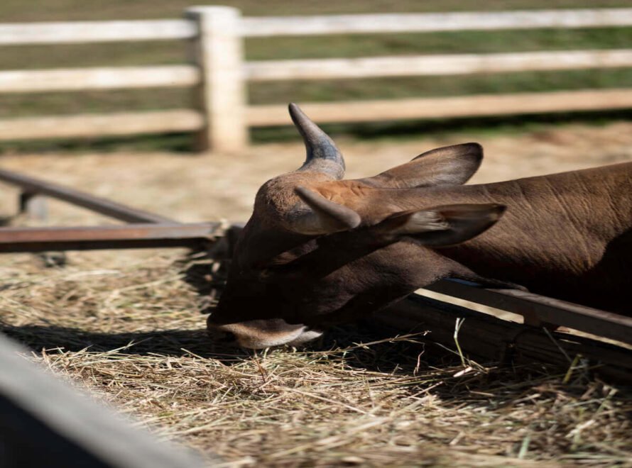 Sustainable Beef Farming in Kenya Building a Better Future One Farm at a Time
