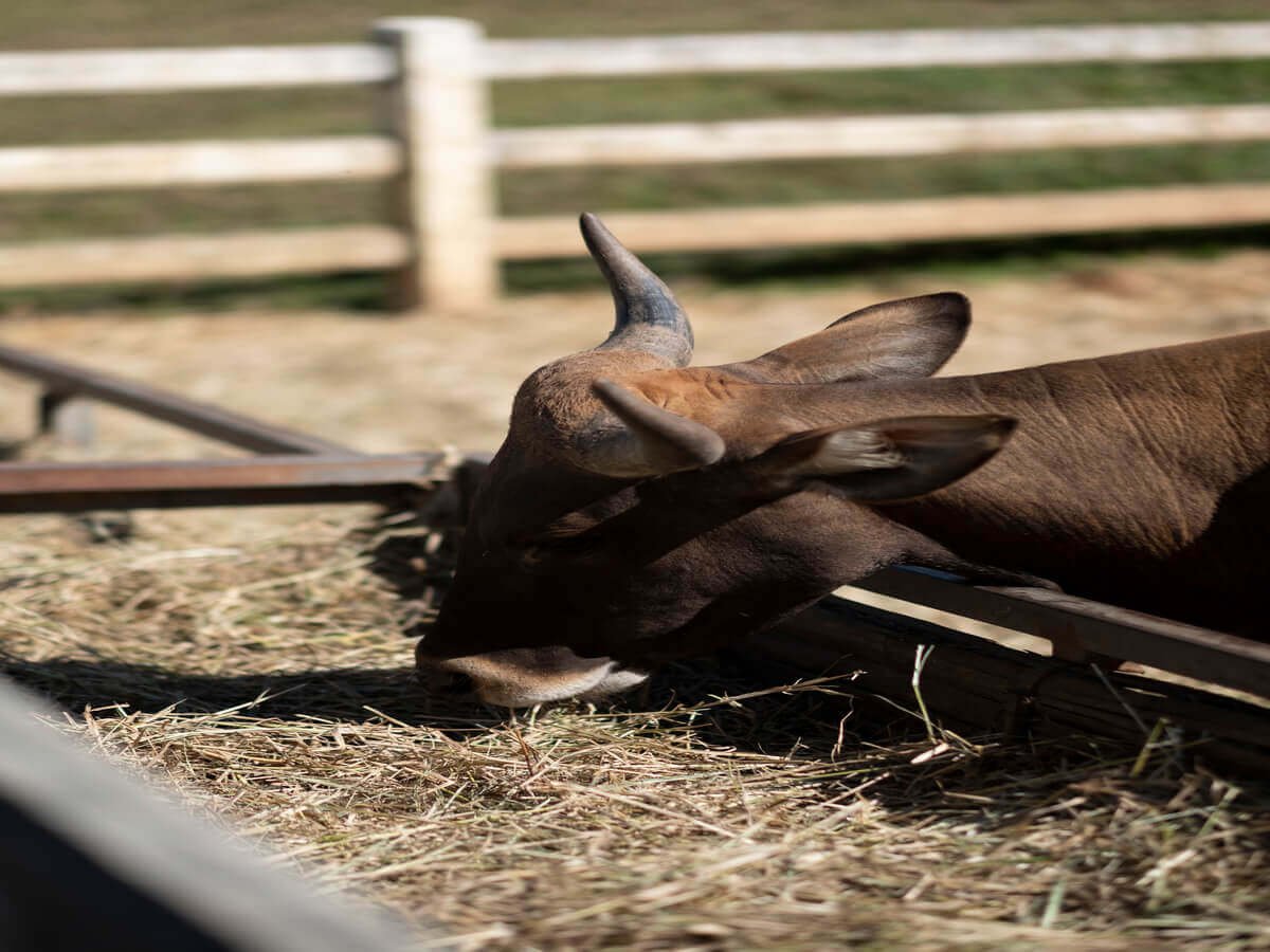 Sustainable Beef Farming in Kenya Building a Better Future One Farm at a Time