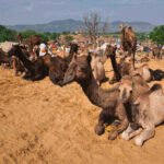 Sustainable Camel Farming in Kenya Explained