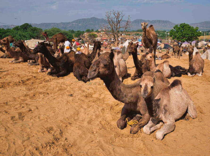Sustainable Camel Farming in Kenya Explained