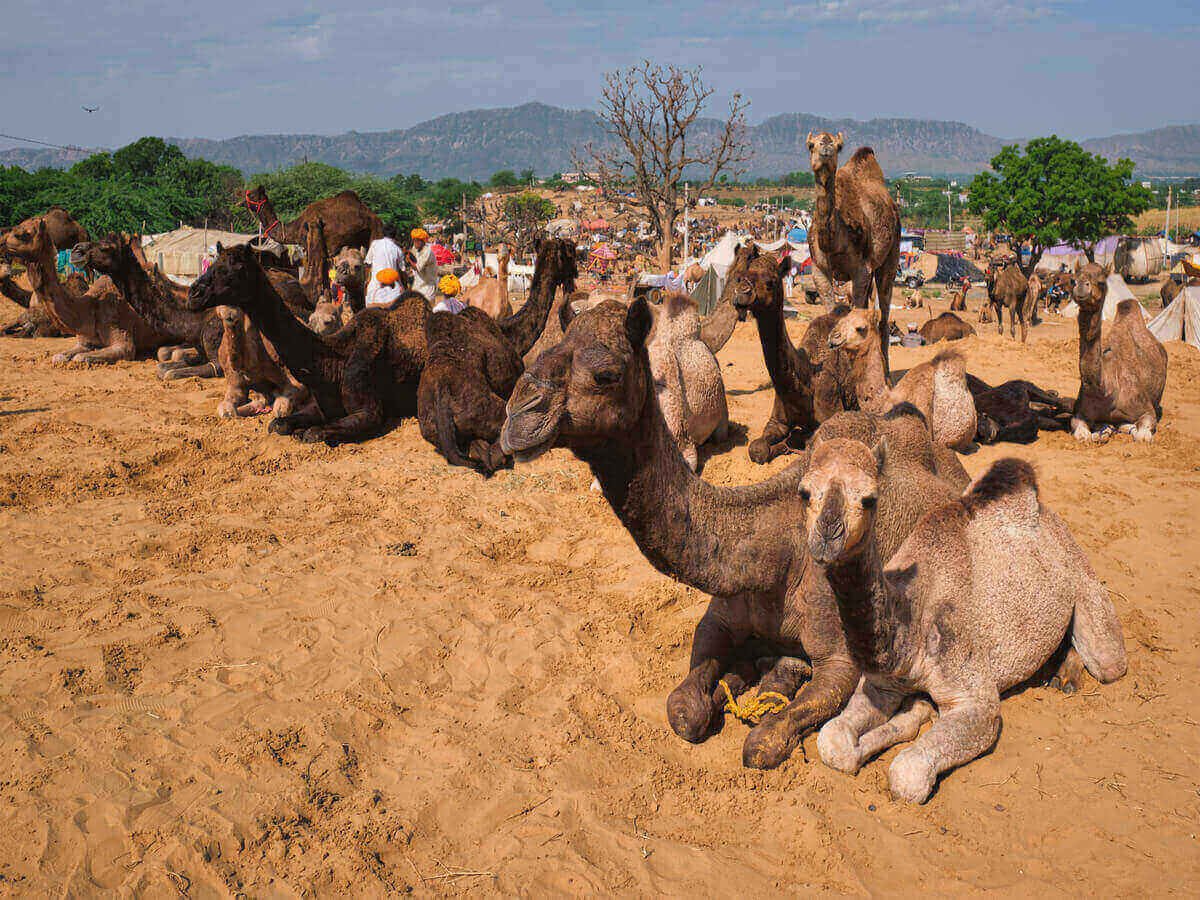 Sustainable Camel Farming in Kenya Explained