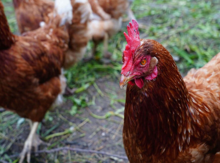 Sustainable Poultry Farming Trends in Kenya