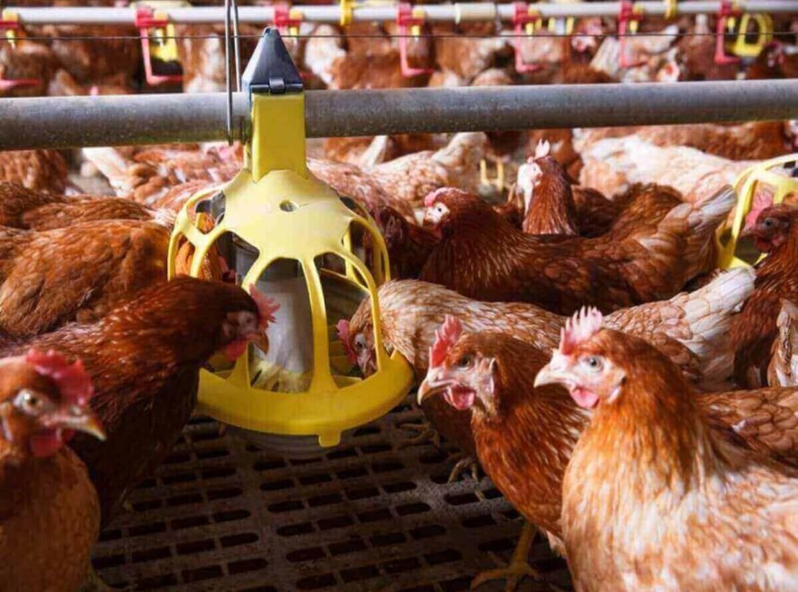 Sustainable Poultry Feeding Practices in Kenya