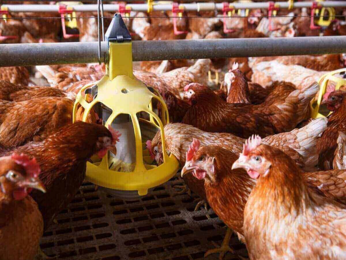 Sustainable Poultry Feeding Practices in Kenya