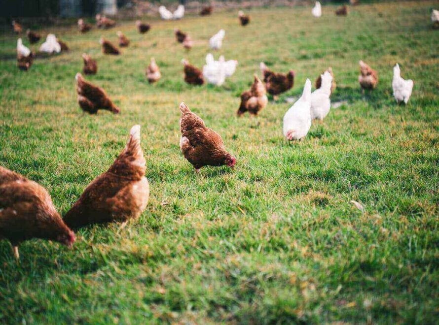 The Farm-to-Fork Journey of Soba Renaissance Chicken From Responsible Farming to Your Family's Table