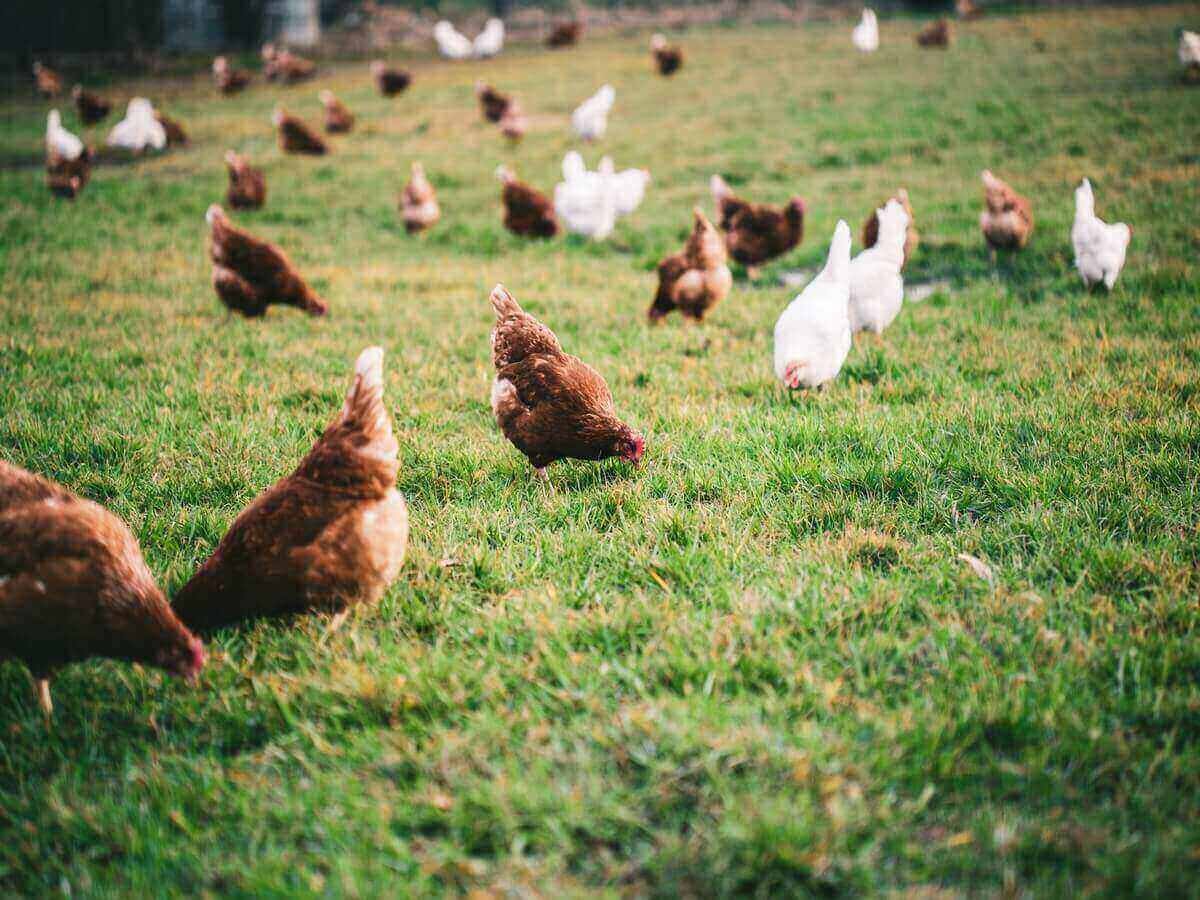The Farm-to-Fork Journey of Soba Renaissance Chicken From Responsible Farming to Your Family's Table